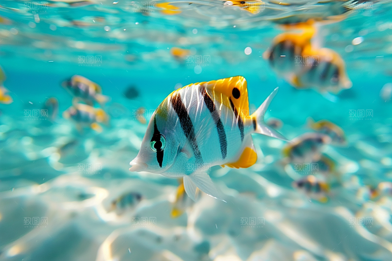 海洋鱼类浮潜鱼群摄影图