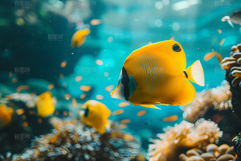 海洋鱼类鱼群浮潜摄影图