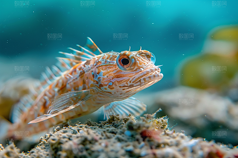 海洋鱼类浮潜海水摄影图