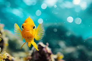海洋鱼类海底世界彩色摄影图