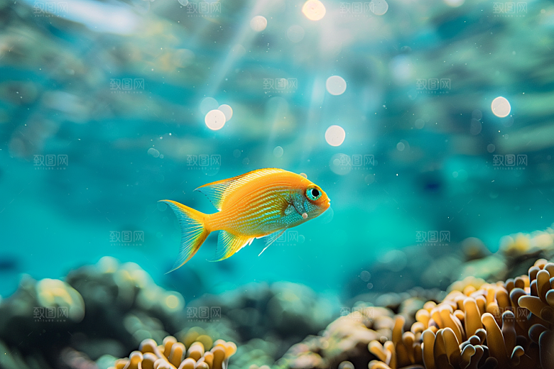 海洋鱼类海底世界鱼群摄影图