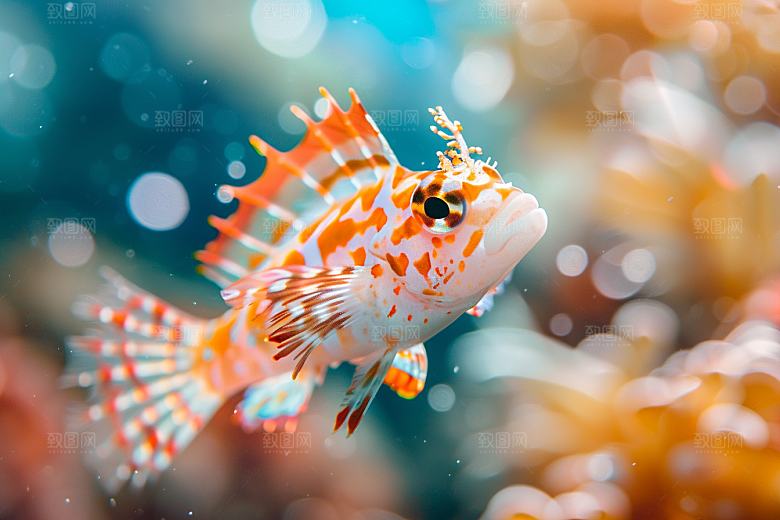 海洋鱼类浮潜高清摄影图