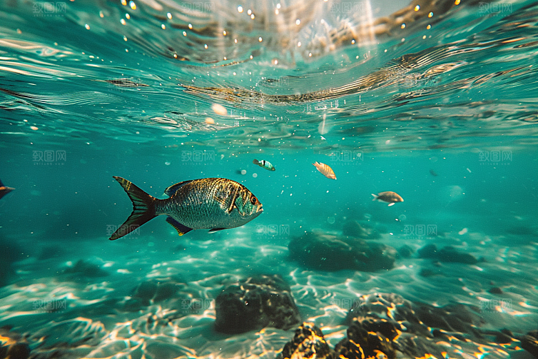海洋鱼类缤纷海水摄影图
