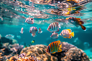 海洋鱼类高清彩色摄影图