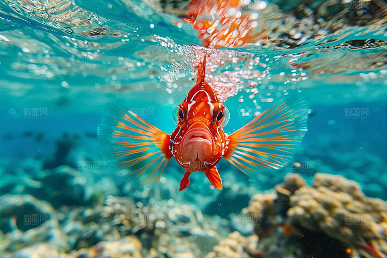 海洋鱼类高清浮潜摄影图