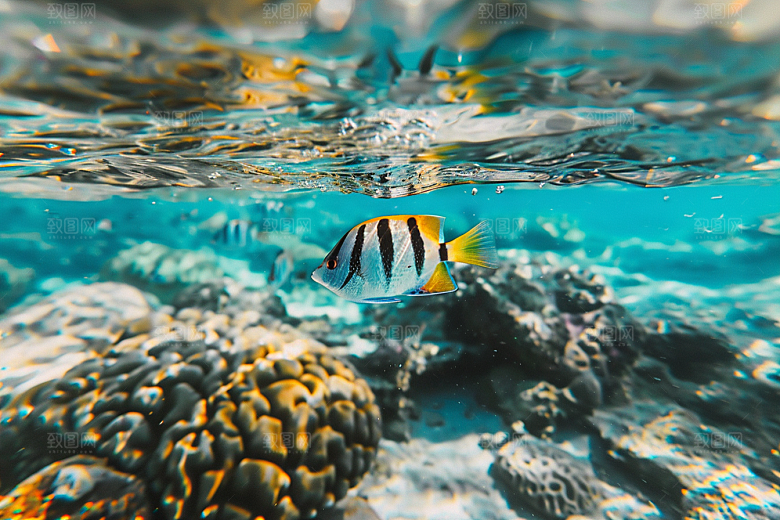 海洋鱼类缤纷热带鱼摄影图