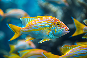 海洋鱼类自然珊瑚礁摄影图