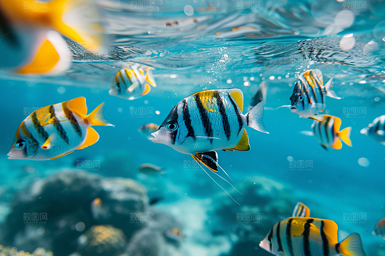 海洋鱼类缤纷浮潜摄影图