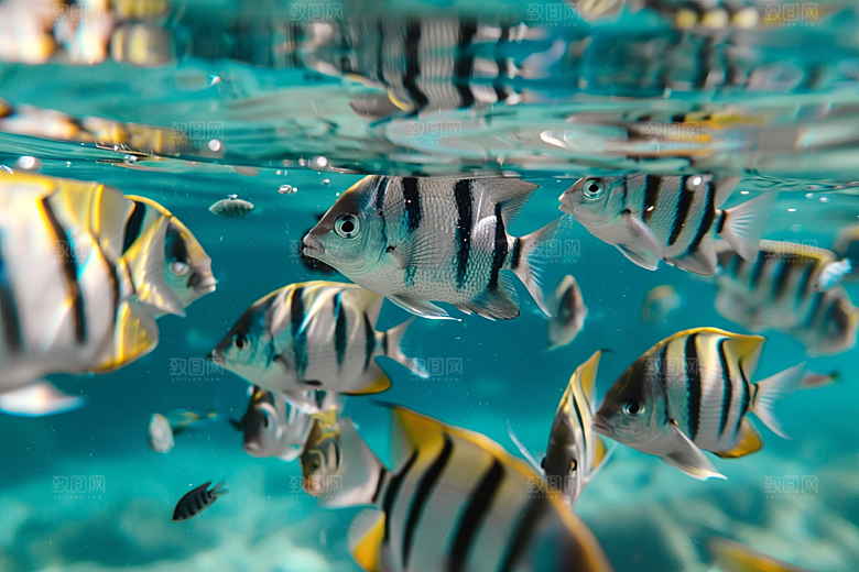 海洋鱼类珊瑚礁彩色摄影图