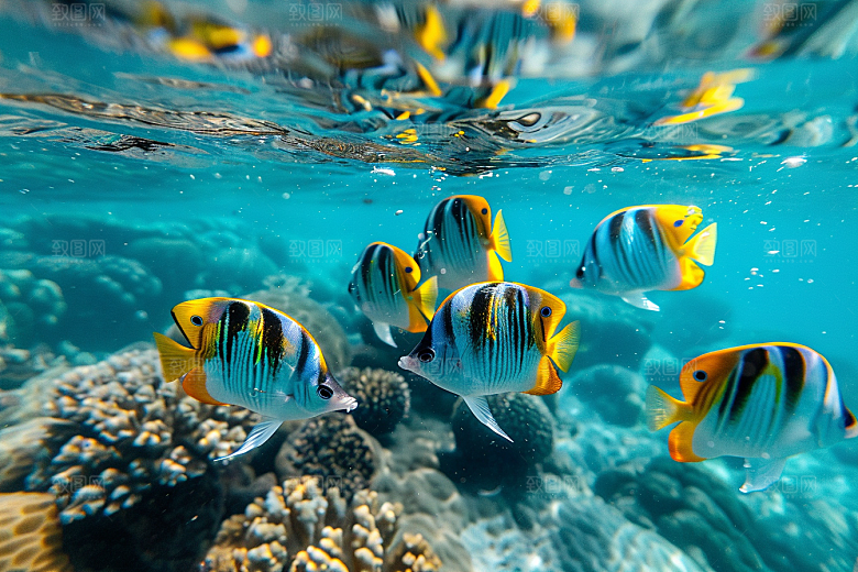 海洋鱼类环保浮潜摄影图