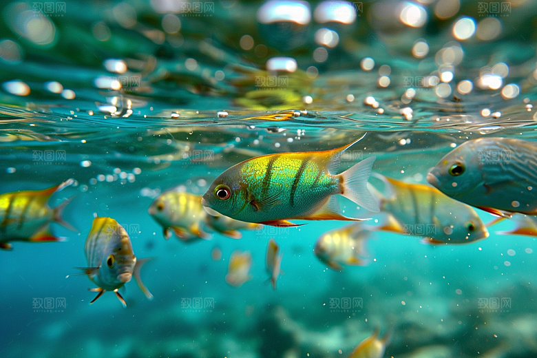 海洋鱼类浮潜高清摄影图