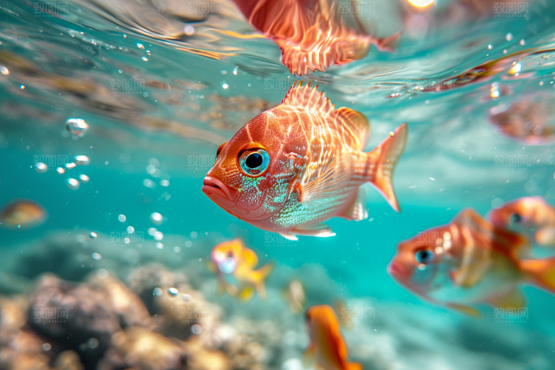海洋鱼类浮潜海鱼摄影图