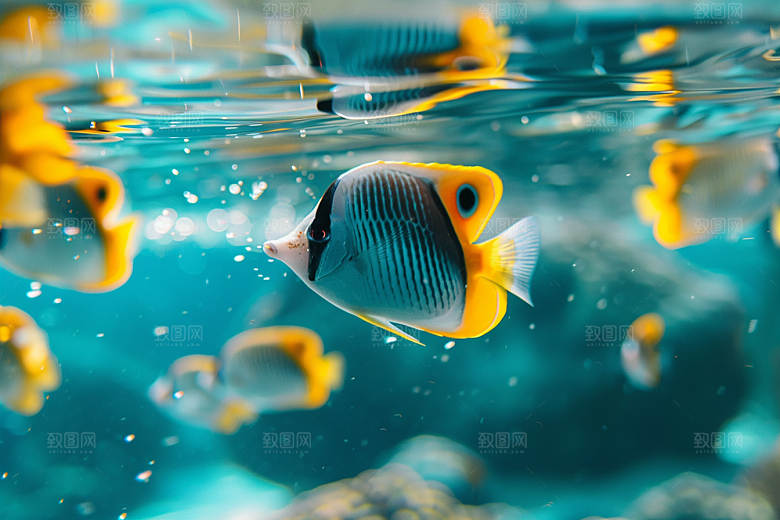 海洋鱼类海水珊瑚礁摄影图