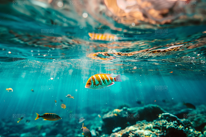 海洋鱼类鱼群彩色摄影图