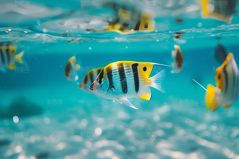 海洋鱼类海鱼浮潜摄影图