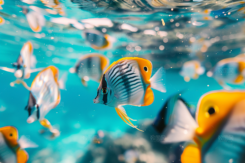 海洋鱼类大海海水摄影图