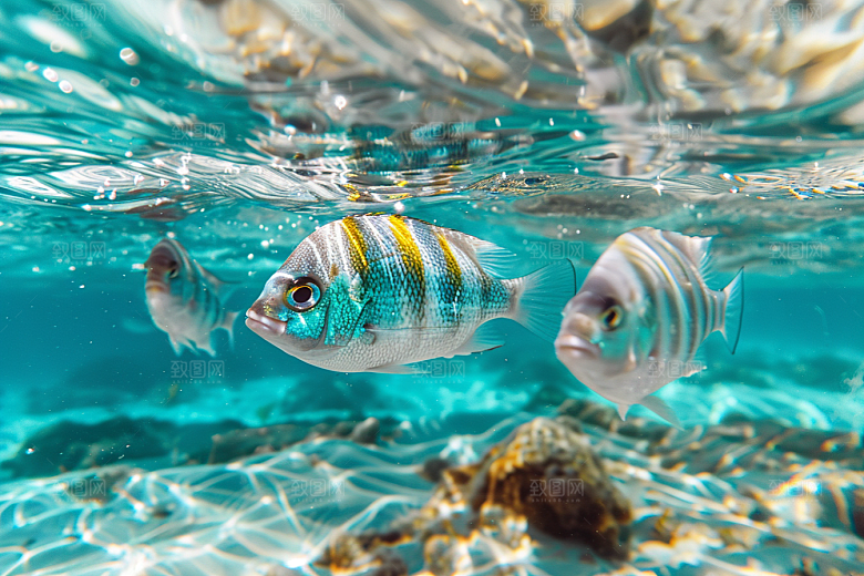 海洋鱼类浮潜缤纷摄影图