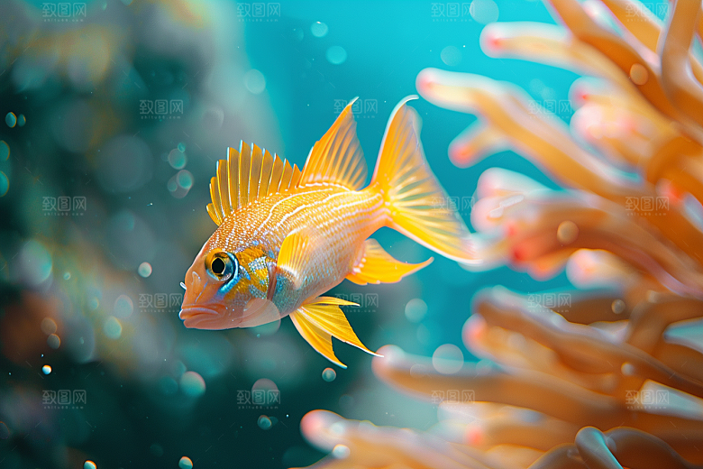 海洋鱼类缤纷自然摄影图