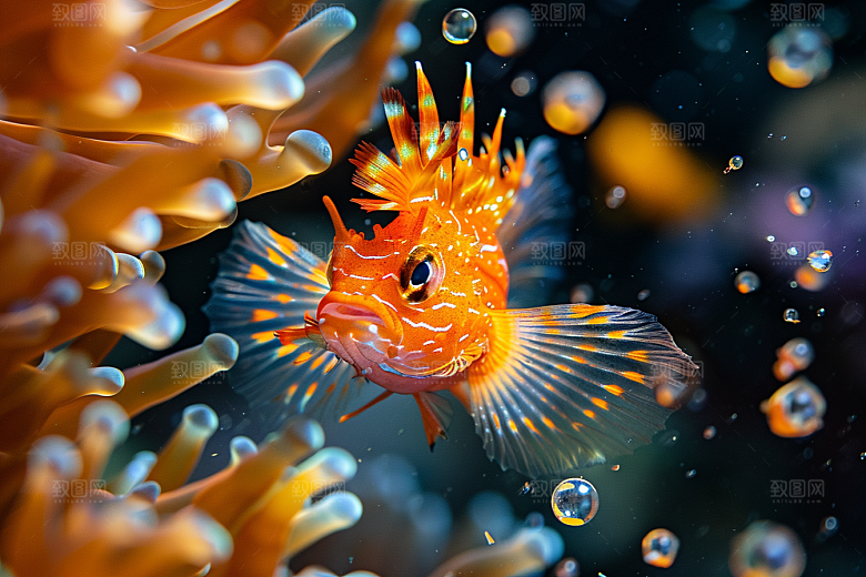 海洋鱼类大海自然摄影图