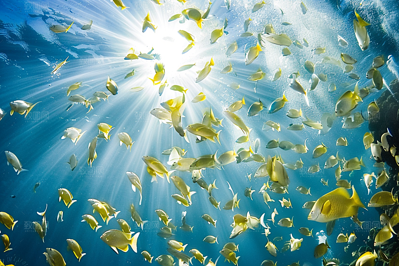 海洋鱼类环保彩色摄影图