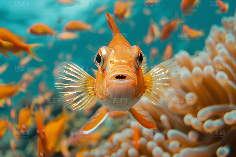 海洋鱼类海水缤纷摄影图