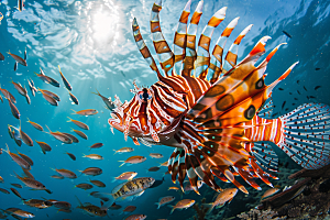 海洋鱼类环保缤纷摄影图