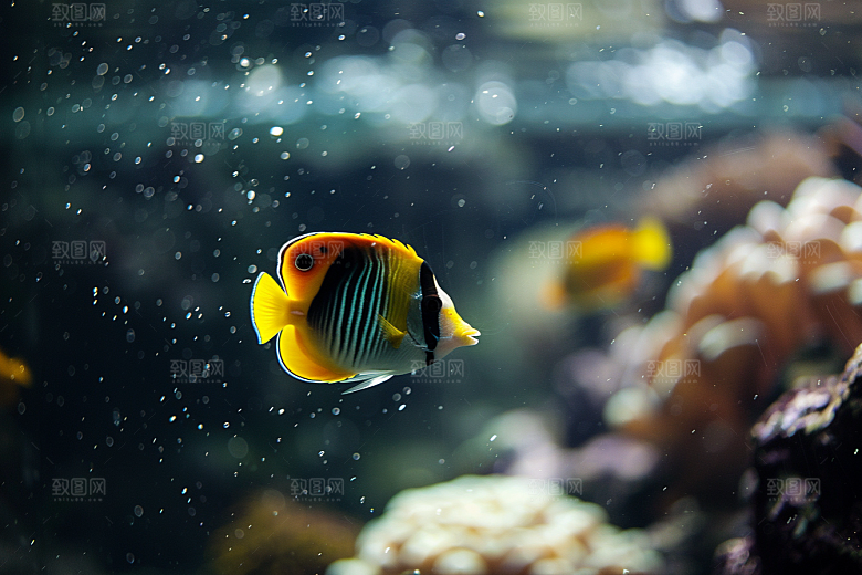 海洋鱼类鱼群海底世界摄影图