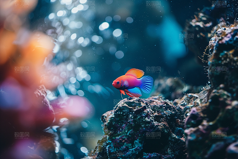 海洋鱼类珊瑚礁大海摄影图