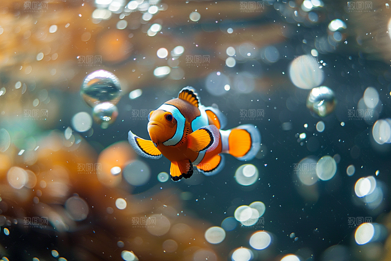 海洋鱼类浮潜彩色摄影图