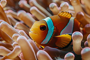 海洋鱼类缤纷热带鱼摄影图