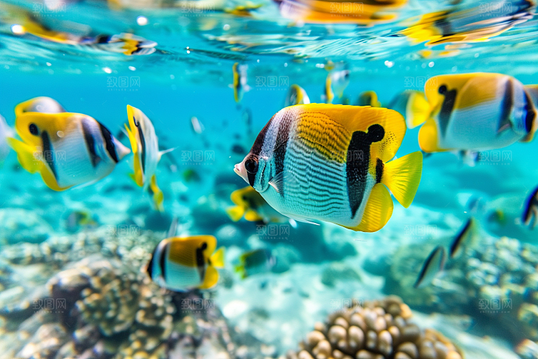 海洋鱼类浮潜大海摄影图