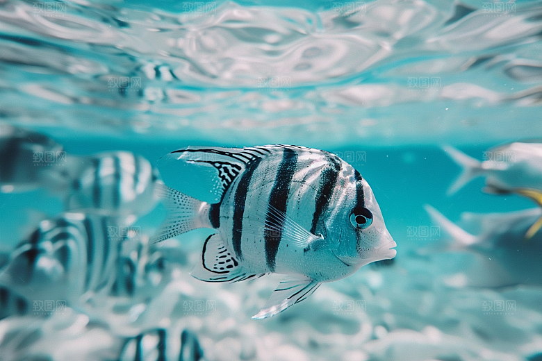 海洋鱼类鱼群自然摄影图