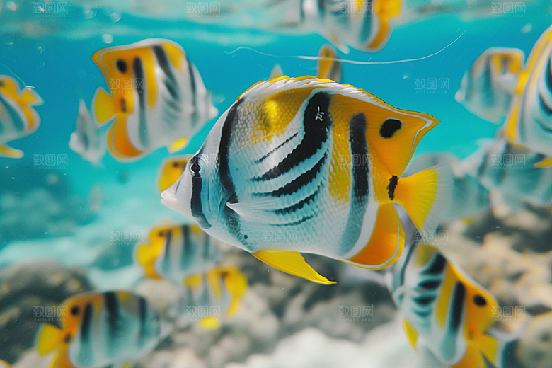 海洋鱼类鱼群海水摄影图
