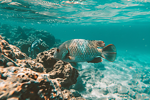 海洋鱼类海鱼鱼群摄影图