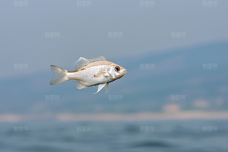 海洋鱼类环保自然摄影图