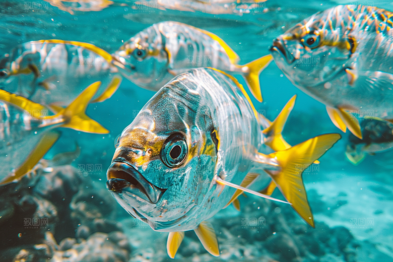 海洋鱼类海鱼大海摄影图