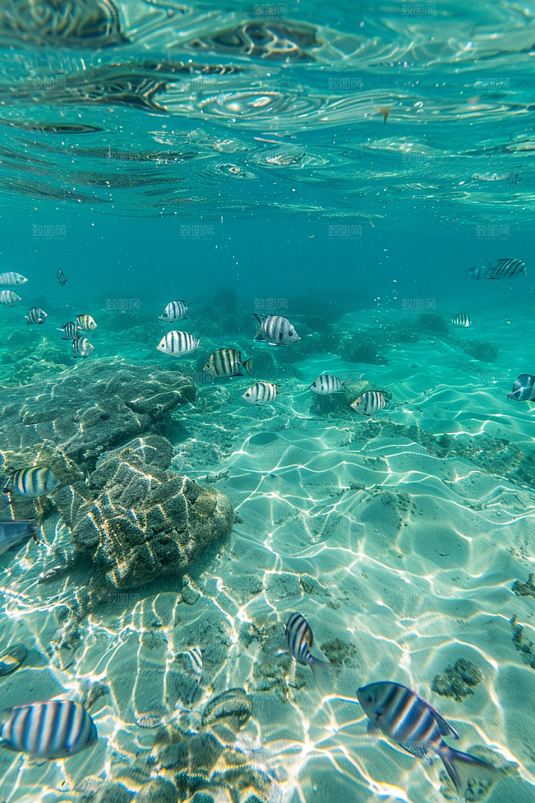 海洋鱼类浮潜海水摄影图