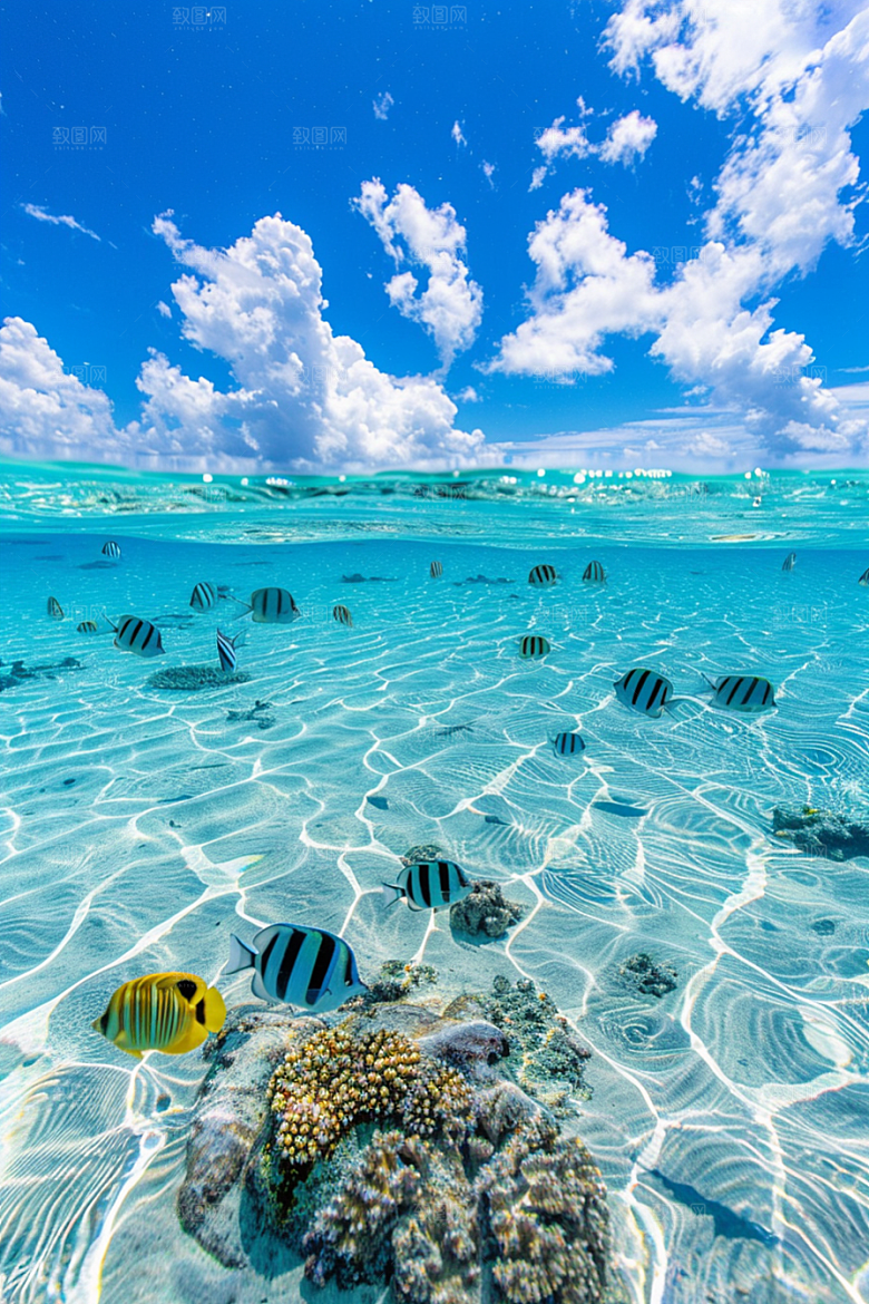 海洋鱼类大海海鱼摄影图