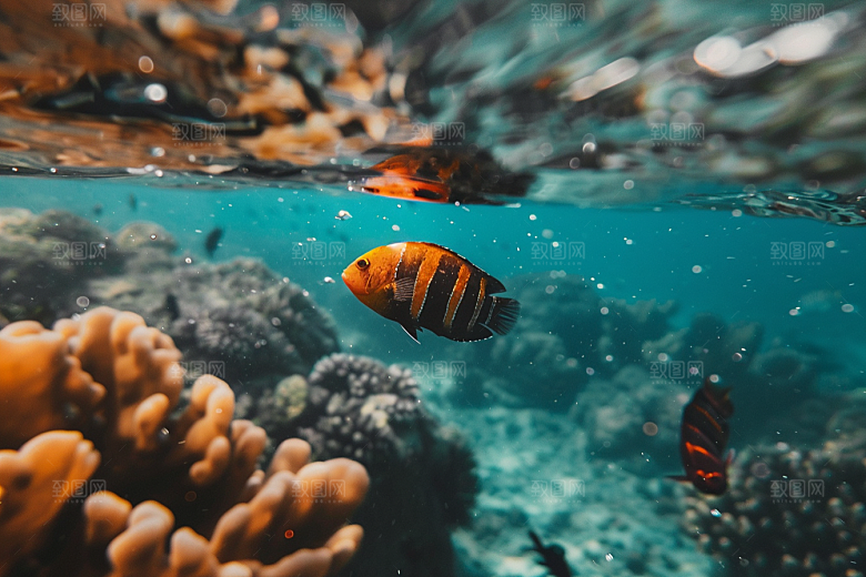 海洋鱼类自然海底世界摄影图