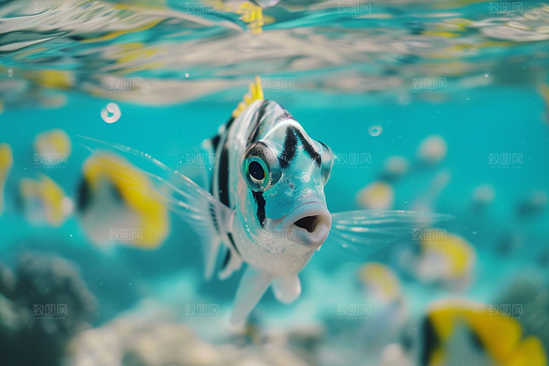海洋鱼类海底世界高清摄影图