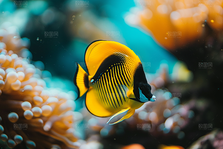 海洋鱼类珊瑚礁浮潜摄影图