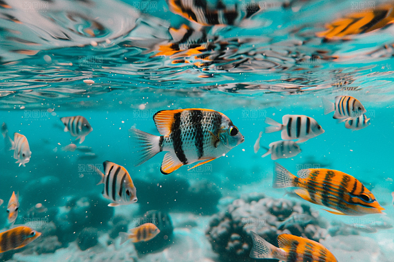 海洋鱼类海底世界海水摄影图
