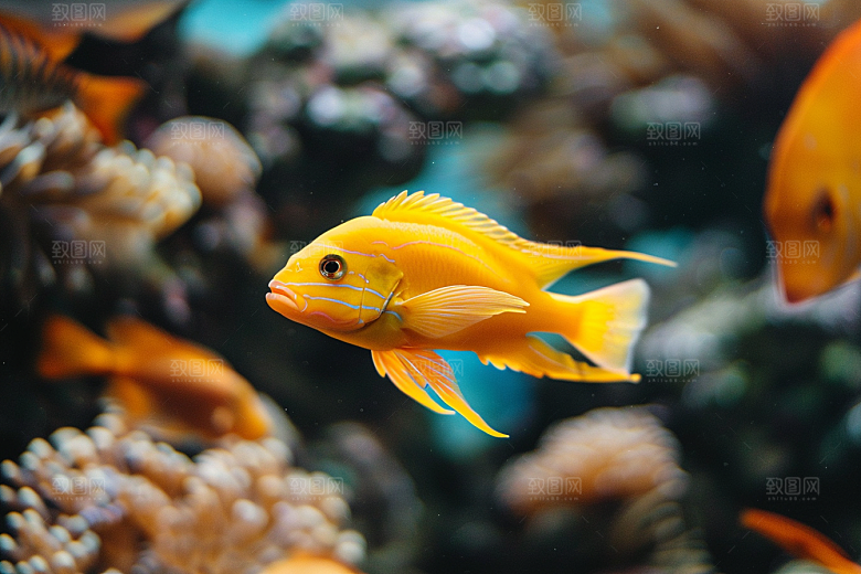 海洋鱼类浮潜缤纷摄影图