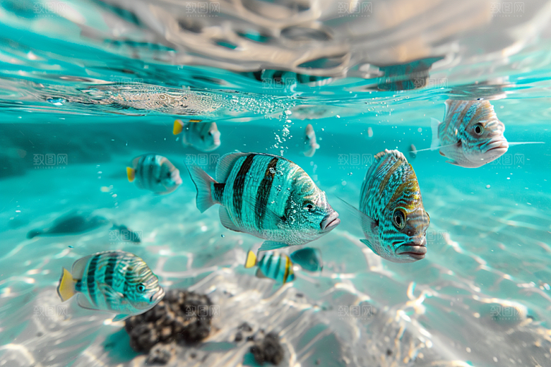 海洋鱼类海鱼大海摄影图