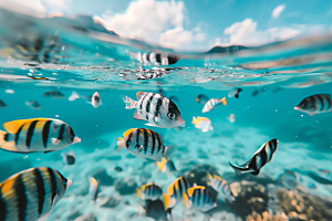 海洋鱼类热带鱼海水摄影图