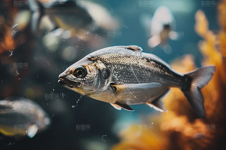 海洋鱼类彩色大海摄影图