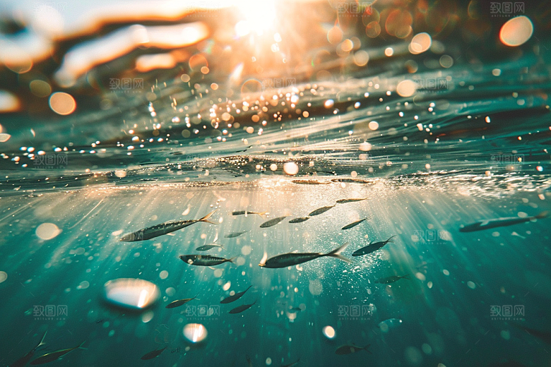 海洋鱼类海底世界浮潜摄影图
