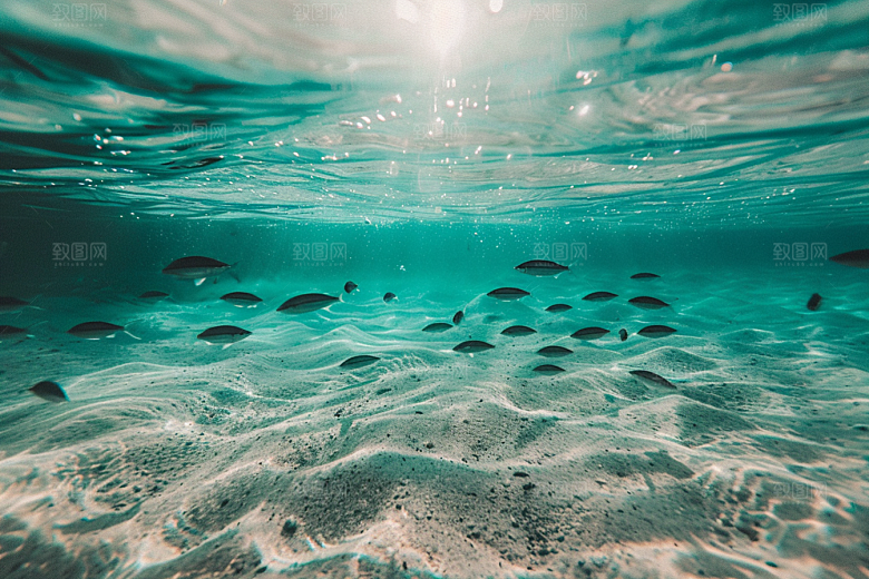 海洋鱼类高清浮潜摄影图