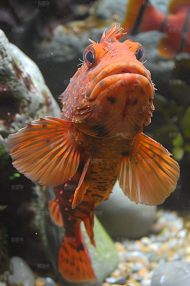 海洋鱼类浮潜自然素材