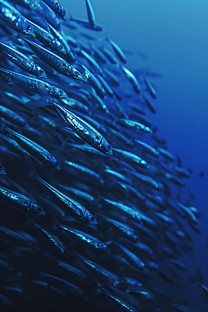 海洋鱼类自然缤纷素材